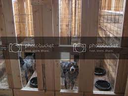 Maybe you would like to learn more about one of these? Ukc Forums More Above Ground Kennel Pics Please In 2020 Kennel Dog Kennel Pics