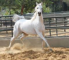 الخيول العربية أصالة وجمال ورشاقة صور بوابة الأهرام horses arabian horse arabians
