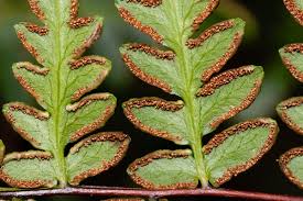 Image result for Cheilanthes quadripinnata