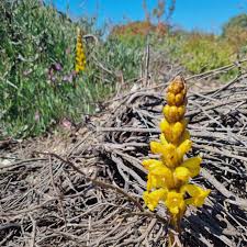 Image result for Cistanche