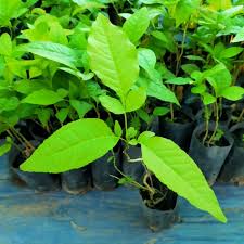 มะตูม เผยถึงมือหมอแล้ว ขอเวลาเรียบเรียงไทม์ไลน์ เตือนทุกคนอย่าประมาท ชะล่าใจ โควิดใกล้เข้ามาทุกที ยันไม่แสดงอาการใดๆ แม้แต่น้อย ขอโทษ. à¸• à¸™à¸¡à¸°à¸• à¸¡ à¸£à¸²à¸„à¸² 20 à¸šà¸²à¸— à¸¡à¸°à¸• à¸¡à¸› à¸² à¸• à¸™à¸¡à¸°à¸• à¸¡à¸£à¸²à¸„à¸²à¸– à¸ Shopee Thailand