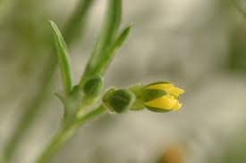 Image result for Vahlia dichotoma