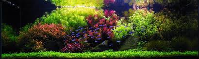 Aquascaping dennerle 60l zen layout ada new amazonia. What Is Aquascaping Contours Landscapes
