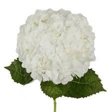 Aside from sam's club and costco, there are also websites that specialize in selling flowers. Https Www Samsclub Com P Hydrangeas White 30 Stems Prod1110549