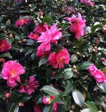 Dark Pink Kanjiro Camellia In 2020 Dark Pink Foundation Planting Camellia