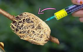 Air layering propagation is a process that often occurs naturally. 5 Secret Rooting Tricks To Multiply Difficult To Propagate Plants Air Layering Fruit Trees Business Guide Africa