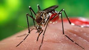 Malaria este o boală infecțioasă cauzată de specii ale parazitului plasmodium, transmisă prin intermediul țânțarilor. Romanii Care Au Descoperit Un Tratament Mai Bun Pentru Malarie