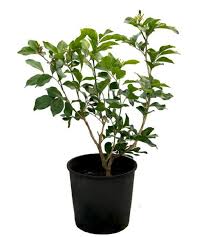 Availability online make it possible wherever you are in the usa, glamor with our valuable. Jasmine Plant For Sale Buy Jasmine Plant Online Bangalore