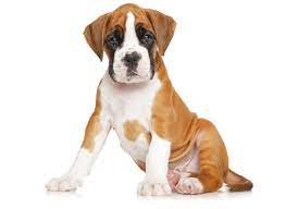 1 Boxer Puppies For Sale In Chicago Il Uptown Puppies