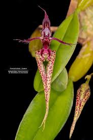Image result for Bulbophyllum X chikukwa