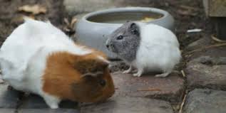 Ab wann sind meerschweinchen geschlechtsreif? Nachwuchs Meerschweinchen Haltung De