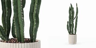 Image result for Euphorbia candelabrum