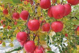 We did not find results for: Musim Gugur Tiba Kunjungi Kebun Buah Apel Di Jepang Ini