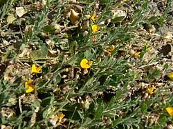 Image result for Crotalaria pallidicaulis