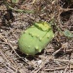 Image result for Cucumis prophetarum