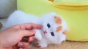 Tulisan lucu merupakan situs yang dibuat sebagai sarana hiburan, yang berisi kumpulan humor lucu, gambar lucu, iklan lucu. Anak Kucing Imut Bikin Gemes Kittens Cutest Cute Funny Dogs Cute Baby Cats