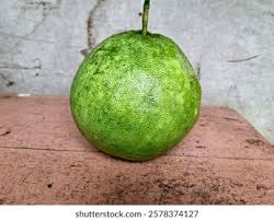 Image result for Citrus maxima