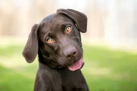 Primary brain tumors seen in dogs and cats include meningioma, glioma, choroid plexus papilloma, pituitary adenoma or adenocarcinoma, and others. Brain Tumors In Dogs Great Pet Care