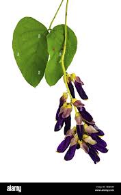 Image result for Sphedamnocarpus pruriens