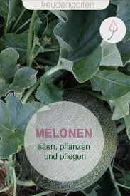 Melonen Saen Anbauen Pflegen Und Ernten Melonen Anbauen Pflanzenkubel Fur Den Garten Pflanzen