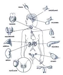 Resultado de imagen para cuerpo humano