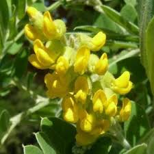 Image result for Maerua nervosa