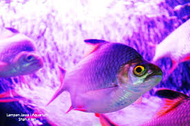 Tesco bulatan kayangan, naza ttdi kondo, honda dan kia showroom, joma dan hrdc Ikan Hiasan Aquarium Shah Alam Zakuanhasan Photography