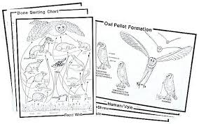 Owl Pellets For Dissection Owl Pellets For Sale Barn Owl