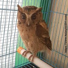 Explore more searches like gambar hantu paling seram. Filosofi Burung Hantu Sebagai Lambang Pendidikan Blog Orang It