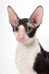 CATTAILS Home - Cornish Rex