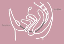 Am becken werden äußere und innere beckenmaße unterschieden. Hallo Ich Bin Der Beckenboden Dorfmutti