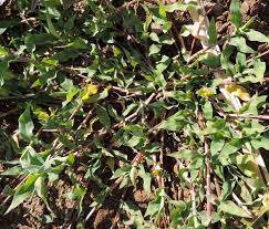 Image result for Urochloa reptans