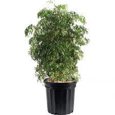 Ming Aralia Plant 8211 Polyscias Fruticosa Plants Indoor Plants Healthy Plants