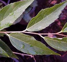 Image result for Celtis zenkeri