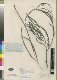 Image result for Sphenostylis marginata