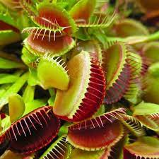 All about venus flytraps how to care for them, buy them and transplant them. Venus Fly Trap Dionaea Muscipula Carnivorous Plant Garden Plants
