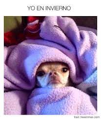 Yo En Invierno Funny Dogs Funny Cute Cute Animals