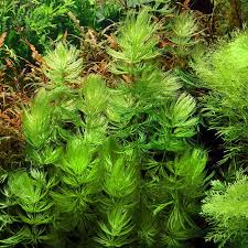 Image result for Ceratophyllum