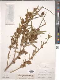 Image result for Boscia matabelensis