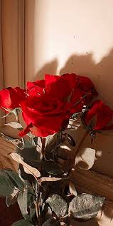 Desain bunga lukisan cat air bunga gambar png banyak sekali orang yang ingin melihat dan bahkan memiliki bunga mawar yang berwarna hitam. Wallpaper Bunga Mawar Putih Pink Pattern Floral Design 1859866 Wallpaperkiss