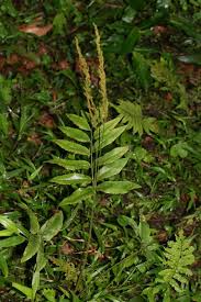 Image result for Anemiaceae