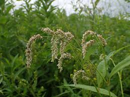 Image result for Persicaria lapathifolia