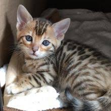 Thank you for visiting our website and giving us the opportunity to present to you some of our siberian cats and the philosophy of our cattery. Windsor Cats Kittens For Sale And Wanted Eclassifieds 4u Windsor