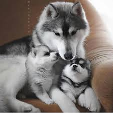 Desigur, majoritatea telespectatorilor noștri știu că cele mai mari creaturi au trăit pe planeta noastră cu milioane de ani în urmă. Receive Wonderful Tips On Huskies They Are Available For You On Our Website Cute Animals Cute Animal Pictures Cute Baby Animals