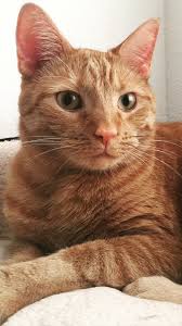 What exactly is a ginger cat? Ginger Cat Appreciation Day Herbsmith