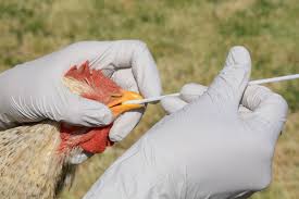 Avian influenza, known informally as avian flu or bird flu, is a variety of influenza caused by viruses adapted to birds. Hchbuzn Rlbdsm