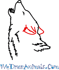 Draw realistic animals, how to draw wolves, how to draw realistic, draw realistic, draw howling wolves. How To Draw A Realistic Wolf Howling