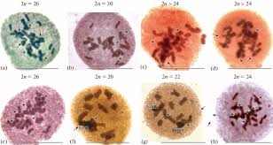 Image result for Cleome polyanthera