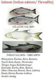 We hope this will help you to understand malayalam better. Pin By Arya M J On Fish Glossary Fish Glossary