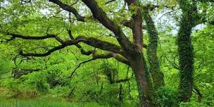 Discover Glenarm Nature Reserve: Woodland Wildlife Walk